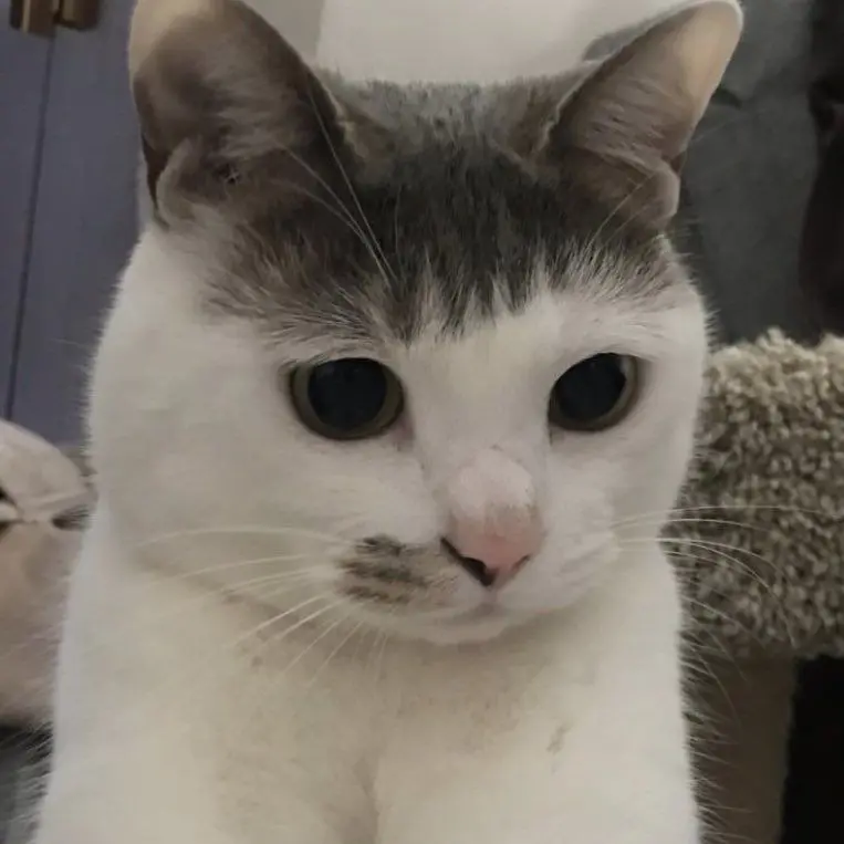 VoicedTime2042의 13인의 소꿉친구,, + 🦊