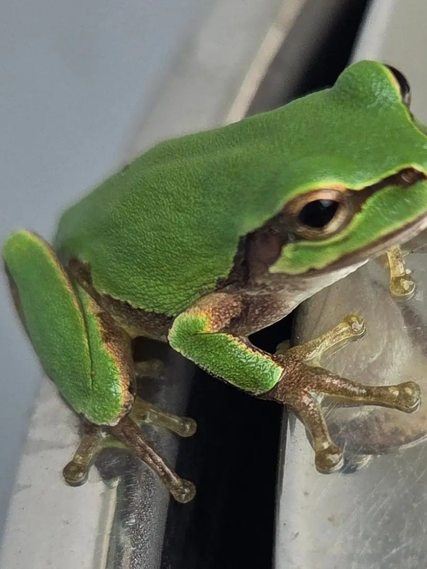 Sungjian의 유기사, 아프다!