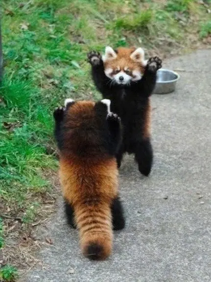 ice_redpanda.love의 아이스 세계관 친구들의 일상