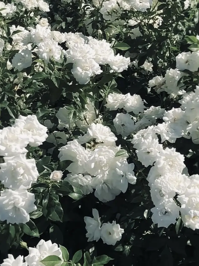 Yuzu.1031의 なんで私が好意を寄せられてんの？！