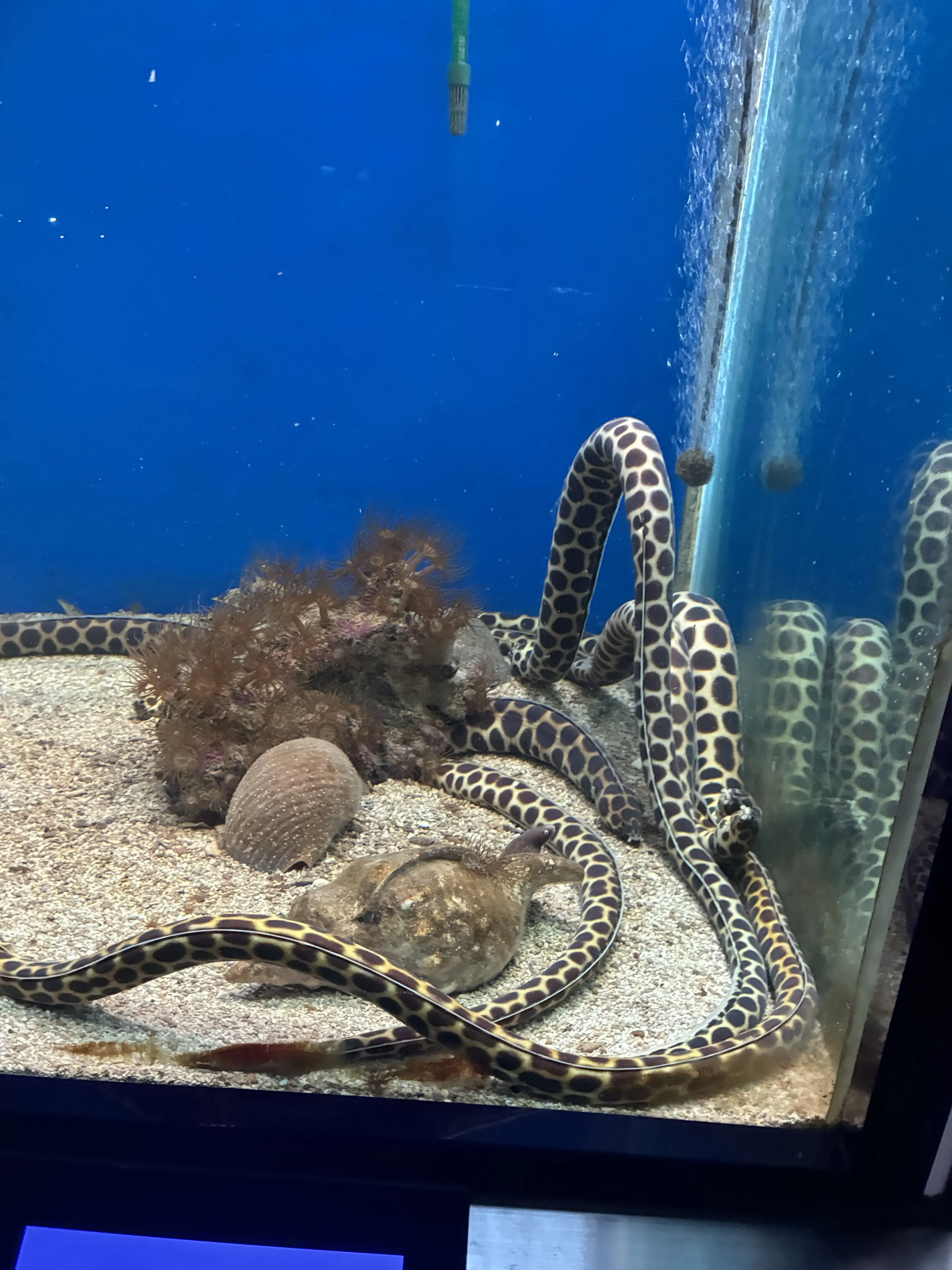 NuttyPig8545의 君を海へ引きずり込みたい