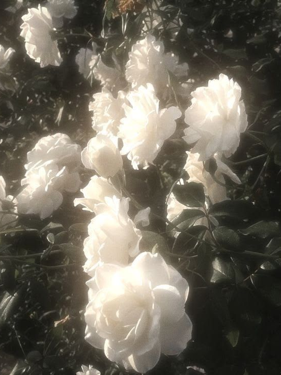 𝐝𝐢𝐯𝐨𝐫𝐜𝐞 대표 이미지