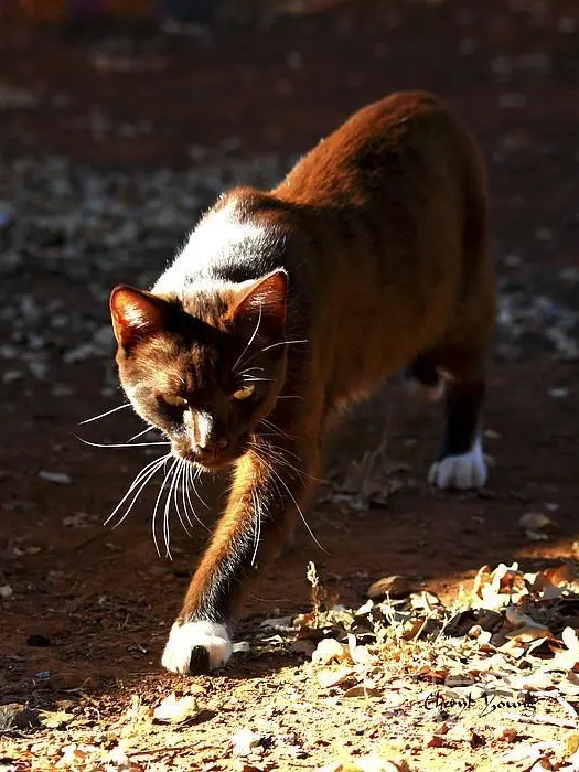 Leaffy의 {Warrior Cats}