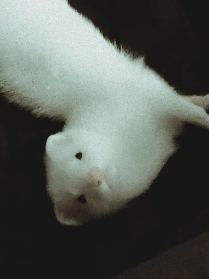 Sybauandfreezeurbrain의 Ferret face