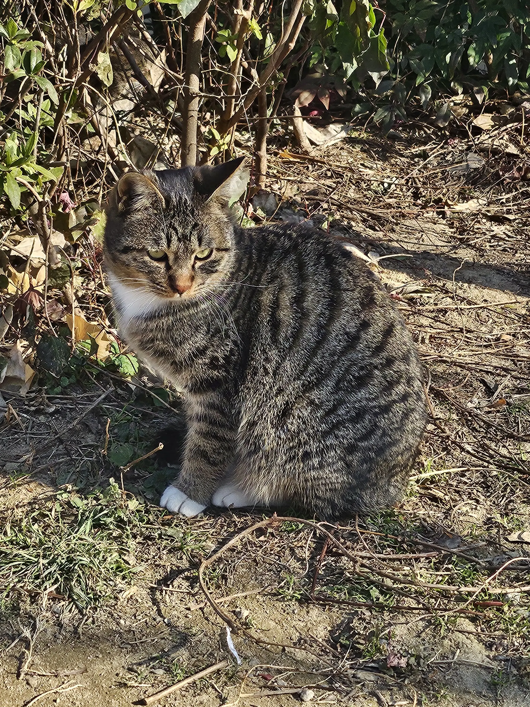 MoistCap6383의 차안에서 출산