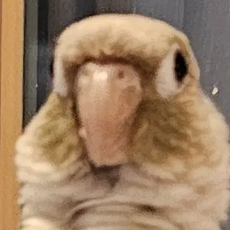 Lemon_an_parrot의 내가 키우는 앵무새가 사람으로 변했다