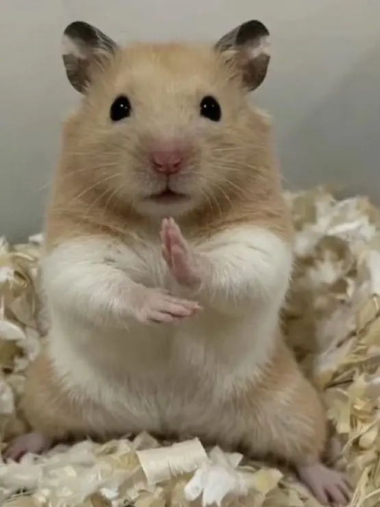 Rxtfhy의 ラドンさんと不仲