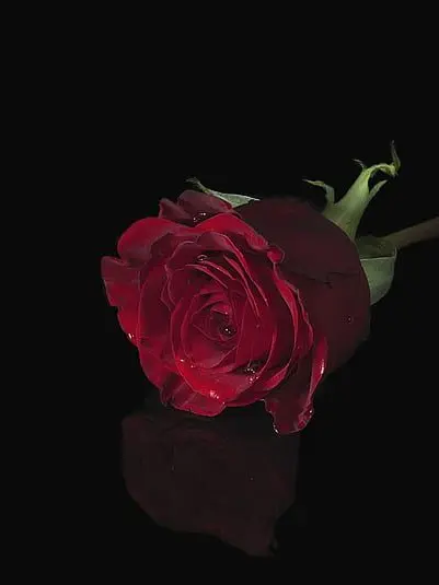 tukimi0111의 お前の事なら何でも知ってるからな。