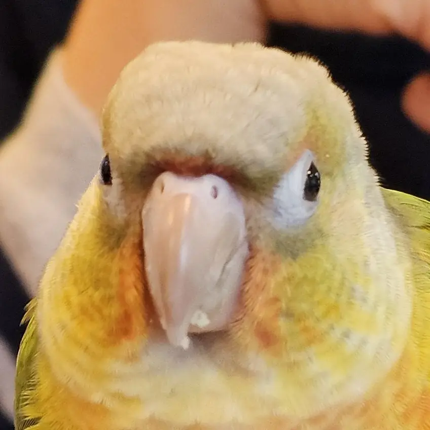 Lemon_an_parrot의 먹보인 라임에게 음식을 뺏기지 마세요