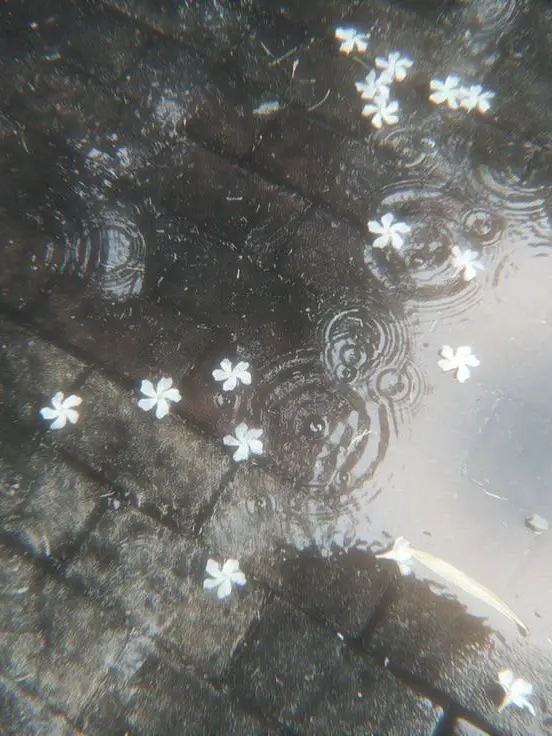 GroggyClam4128의 愛情が欲しかった――