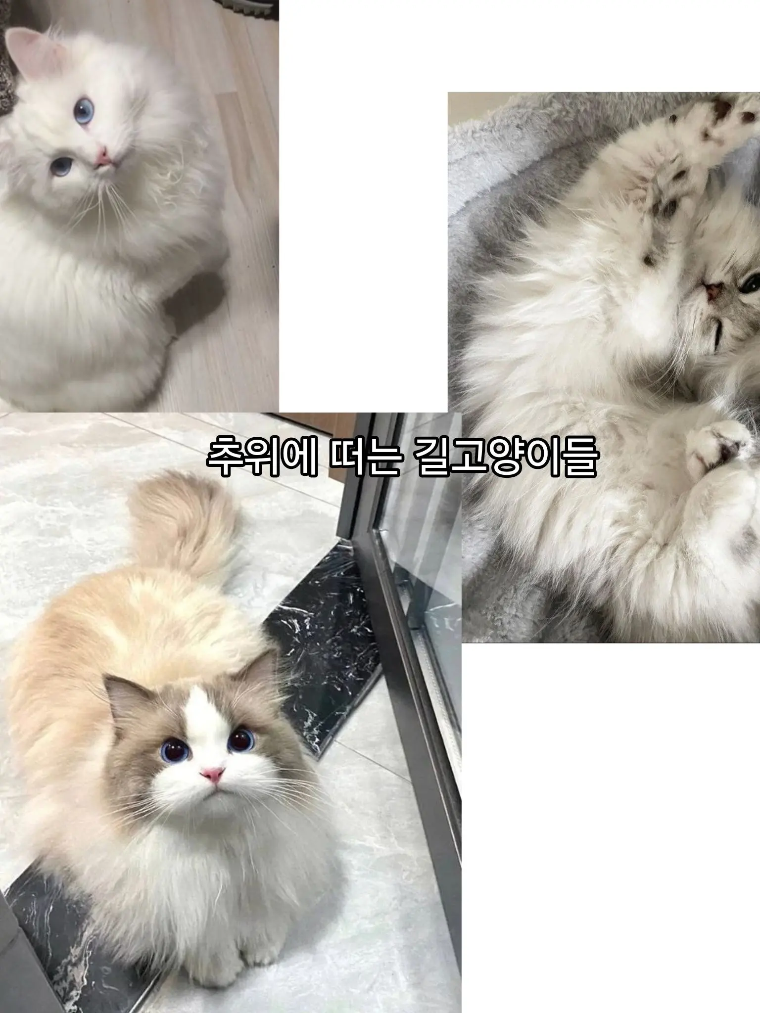 CattyArco2144의 우연히 만난 박스 길고양이.