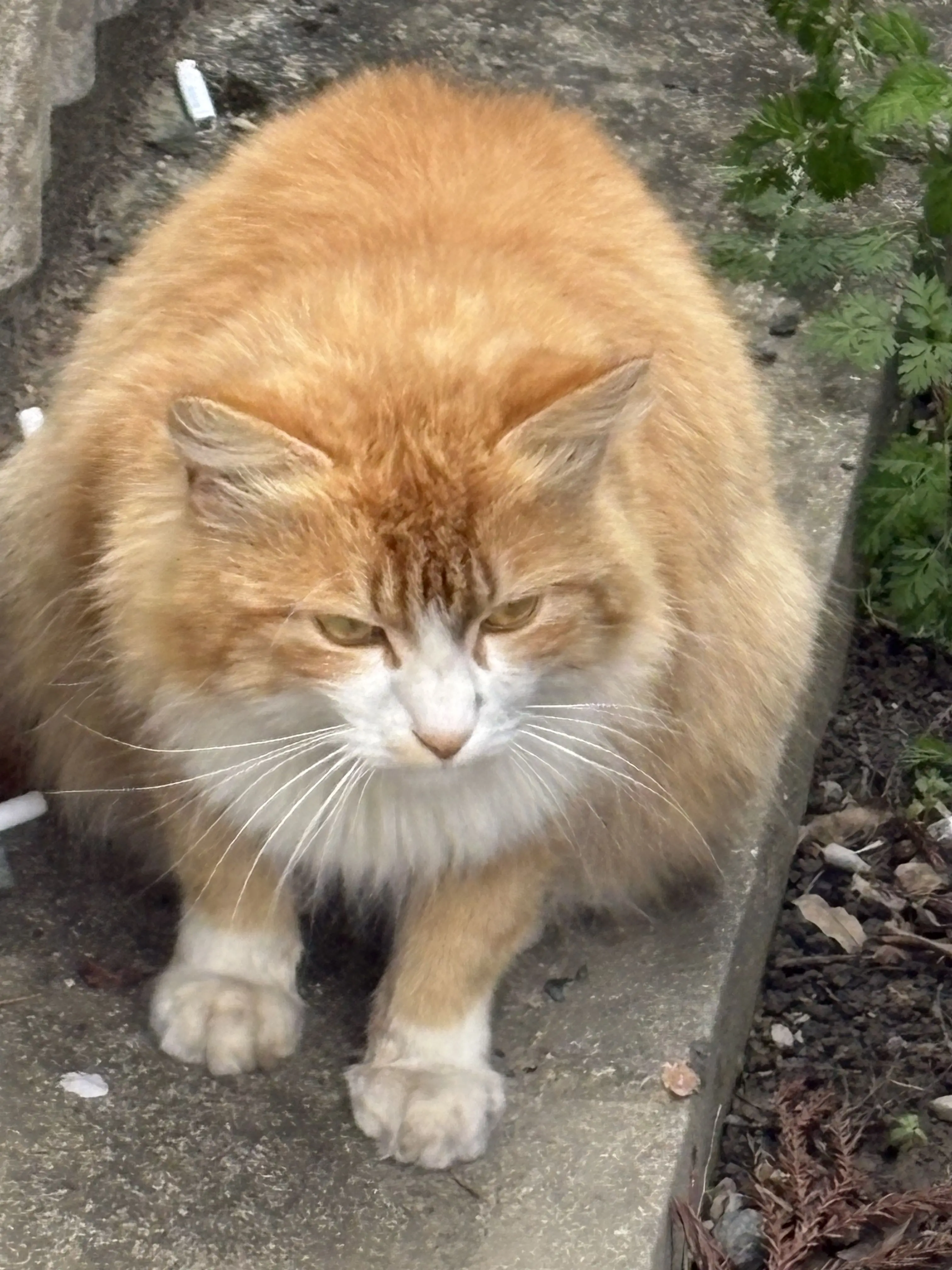 FrailFlag1981의 題名思いつかん！あと自分用みたいなもん！