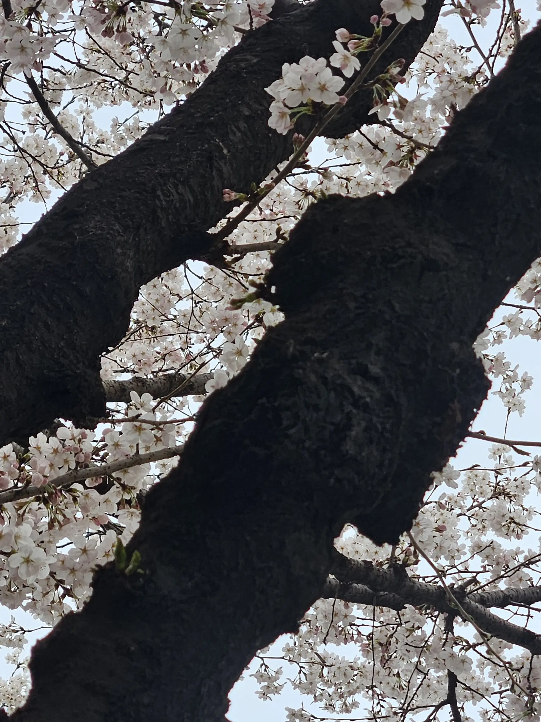 SleepyDog8263의 저희 제자들은(조용히해!!)착해요~