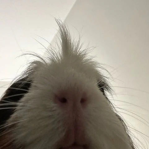 개 싸가지 기니피그