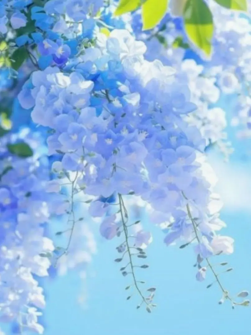 Qwet2025의 벨리님의 팬아트