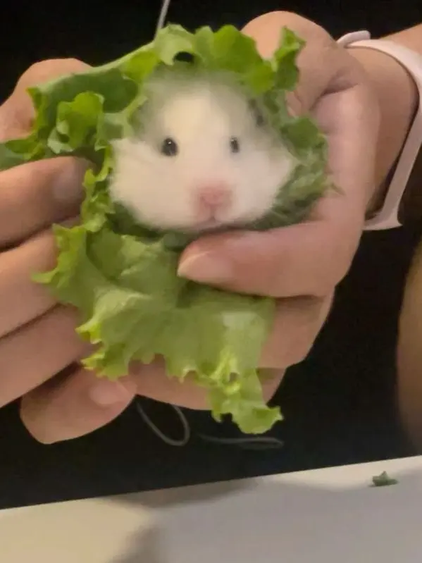 nyami_URsoocute의 돌돌돌...