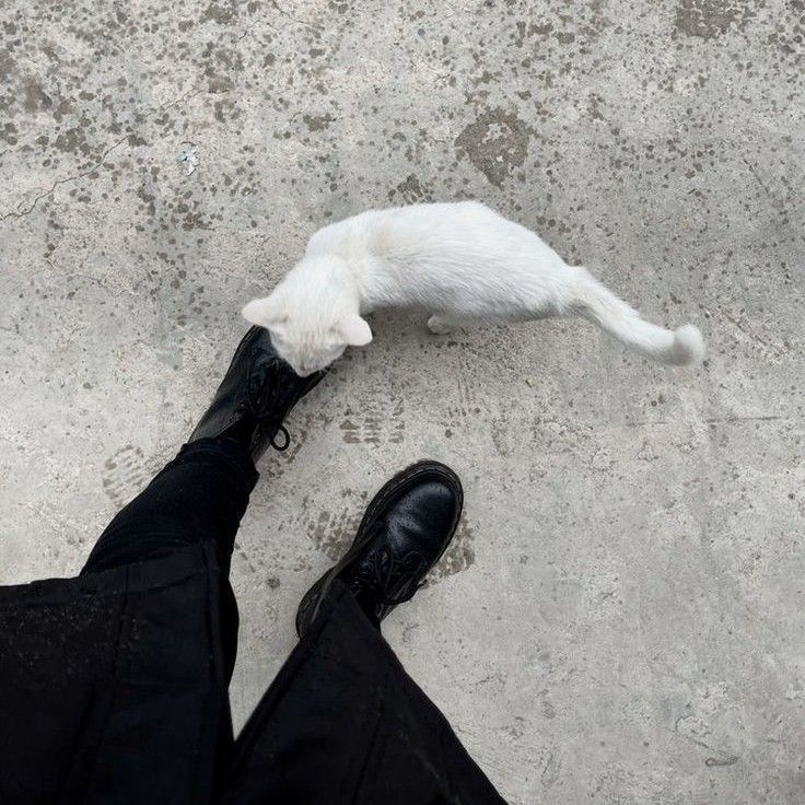 囓猫 대표 이미지