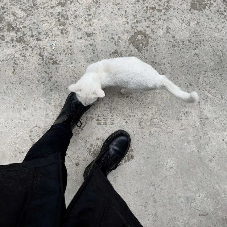 囓猫