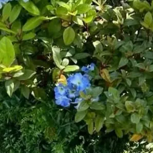 wakaisyouta의 しょっぴーの花咲病
