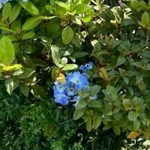 しょっぴーの花咲病