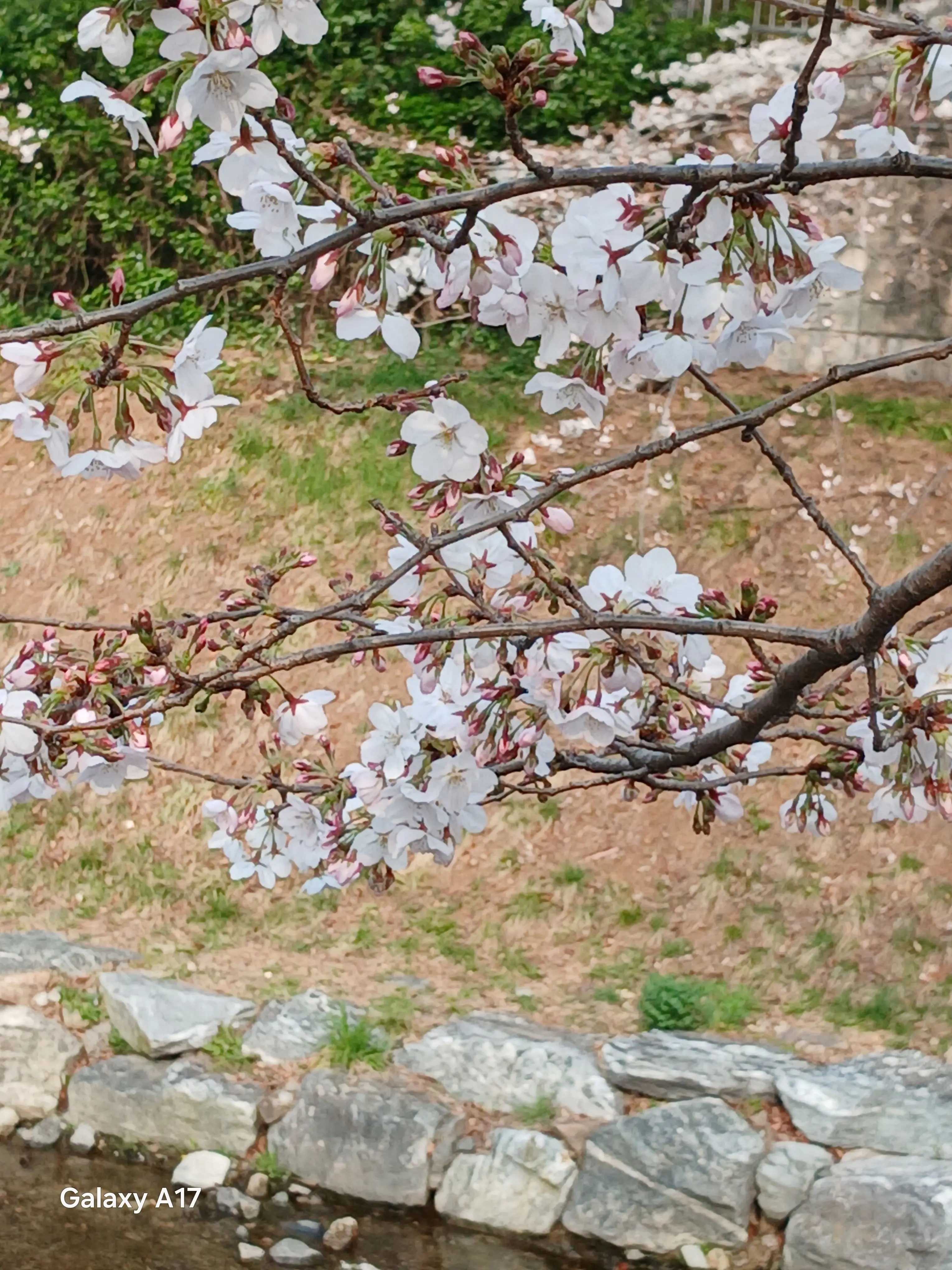 UE990510130823의 토미오카 기유