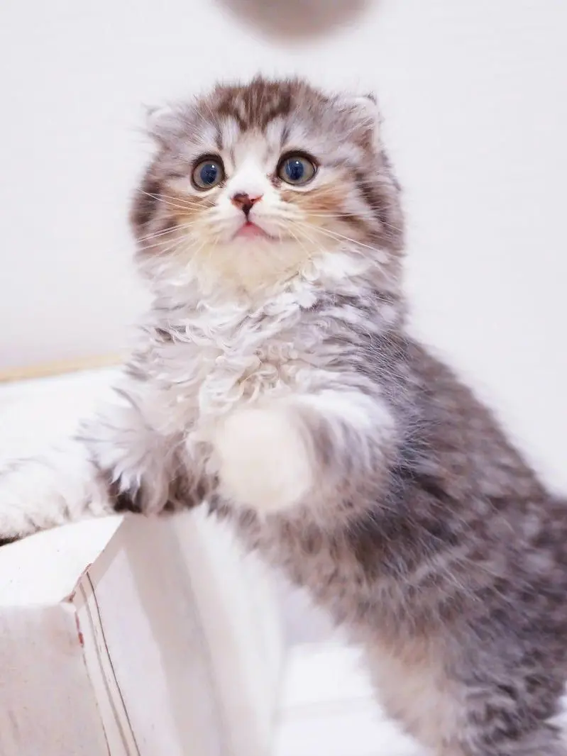 LongDish5559의 猫がいる日常。