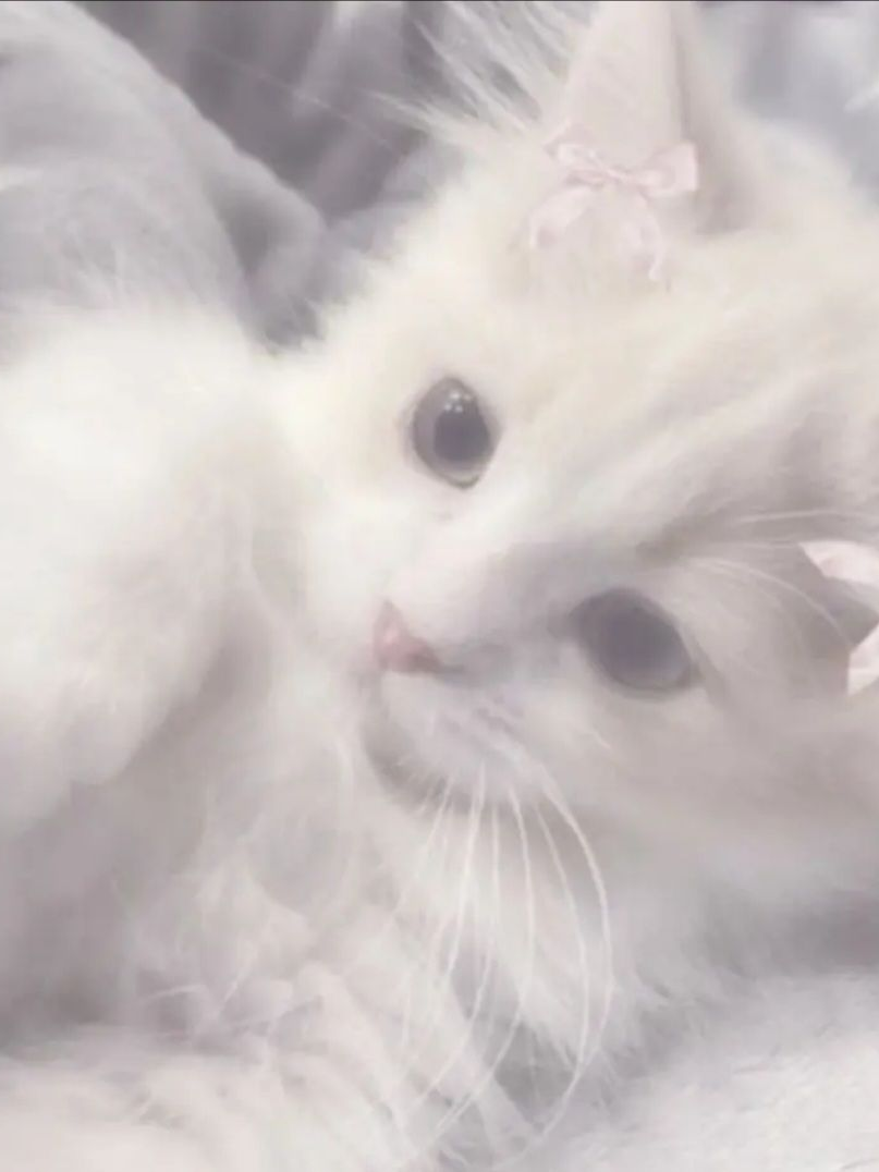 나는 고양이, 주인은 나의 과거친구. 대표 이미지