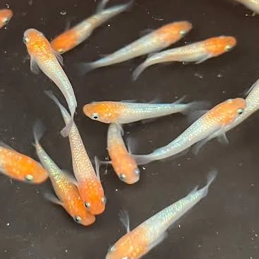 少し元気の無いエペ