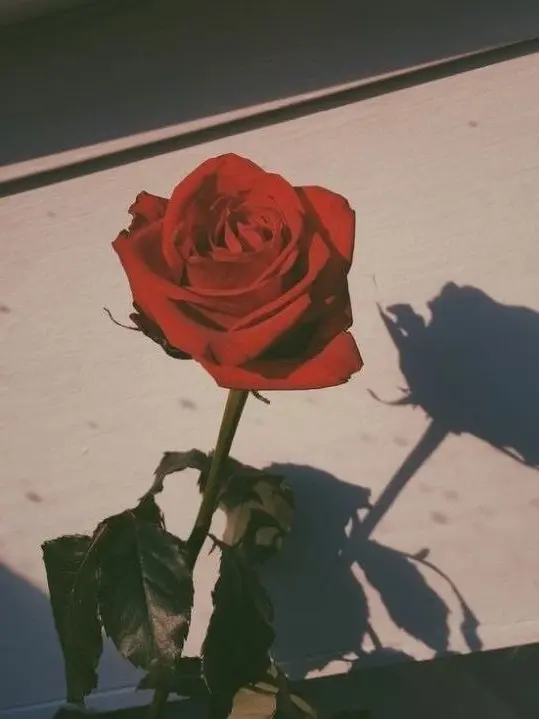 Maron30107의 픽셀리 왕국