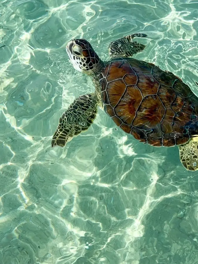 Please_marr_yme_neteyam102의 성인인데 반려자가 없어서 찾아요.