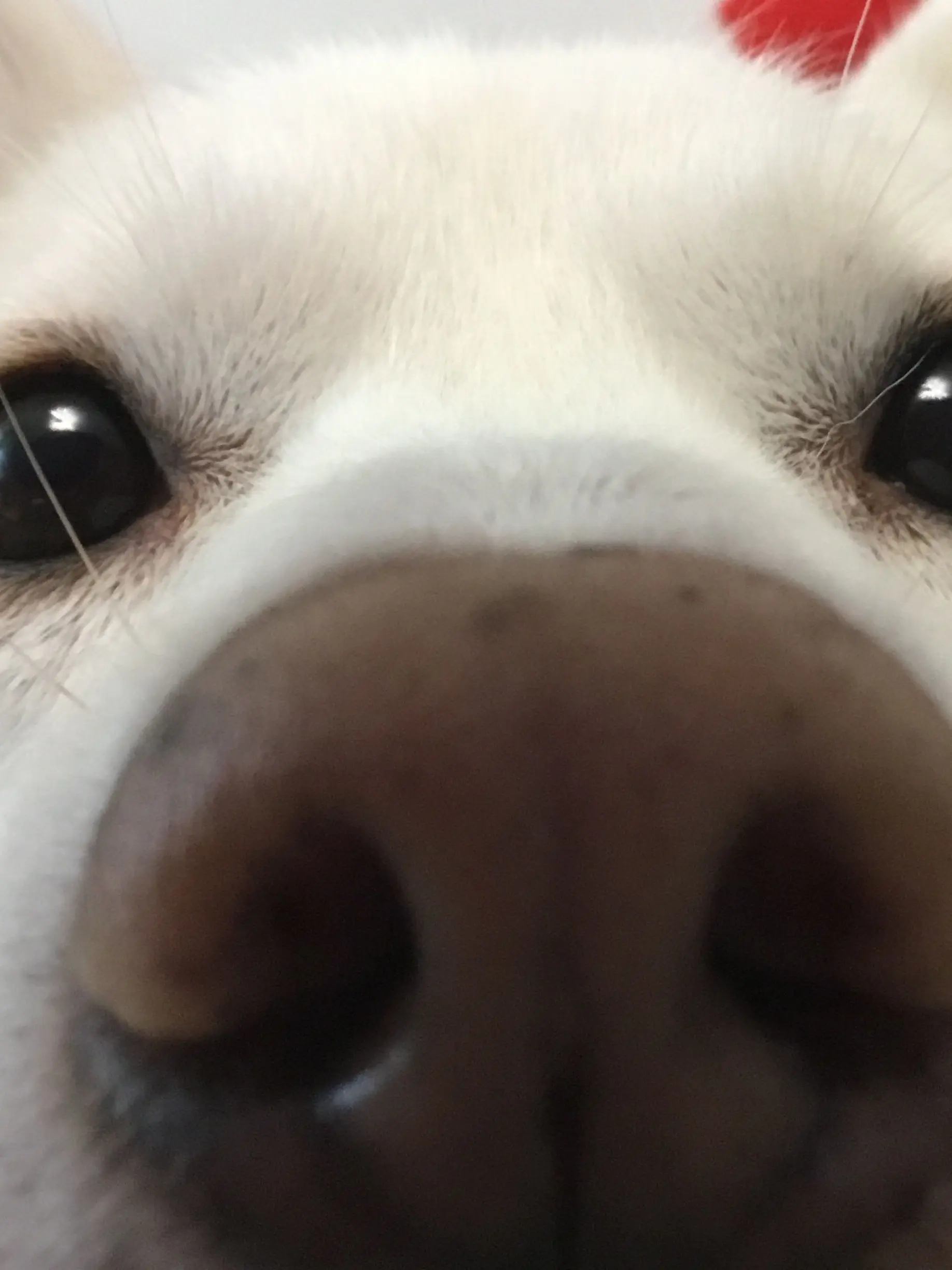 guaji.cat48476의 고고프렌즈! (에 여우가 있다!)