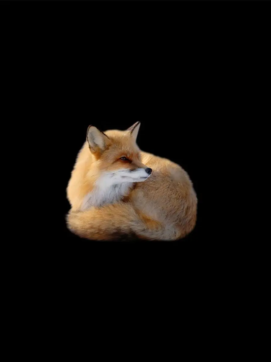 allnvm의 狐夫人