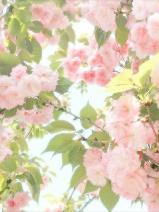 여우신부 대표 이미지