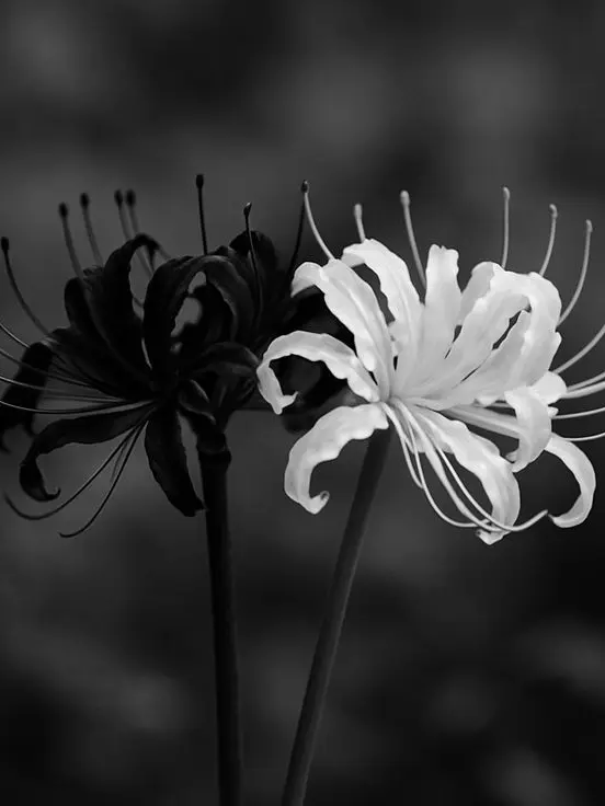 yeon_1225의 크리스마스의 떨어진 상사화 두송이.