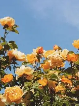 chsxrt의 각별과 남매 인데 여우를 곁들린