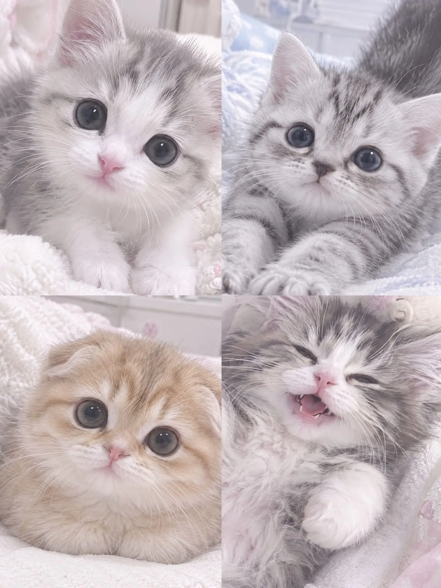 maymellow_lab의 Healing Days with Kittens