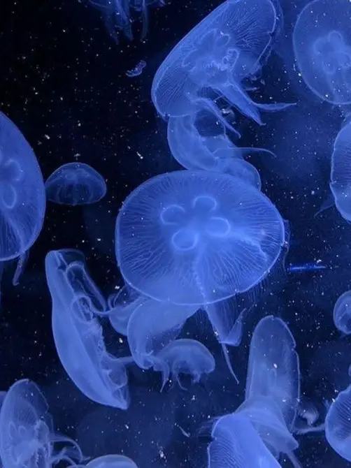 new0518의 ଳ୍ଠ