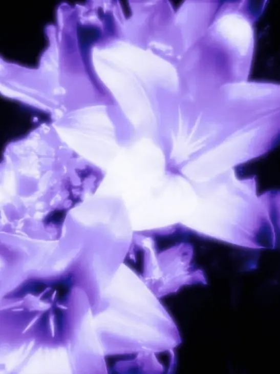 Yousayimcrazy의 ■■을 위한 꽃말