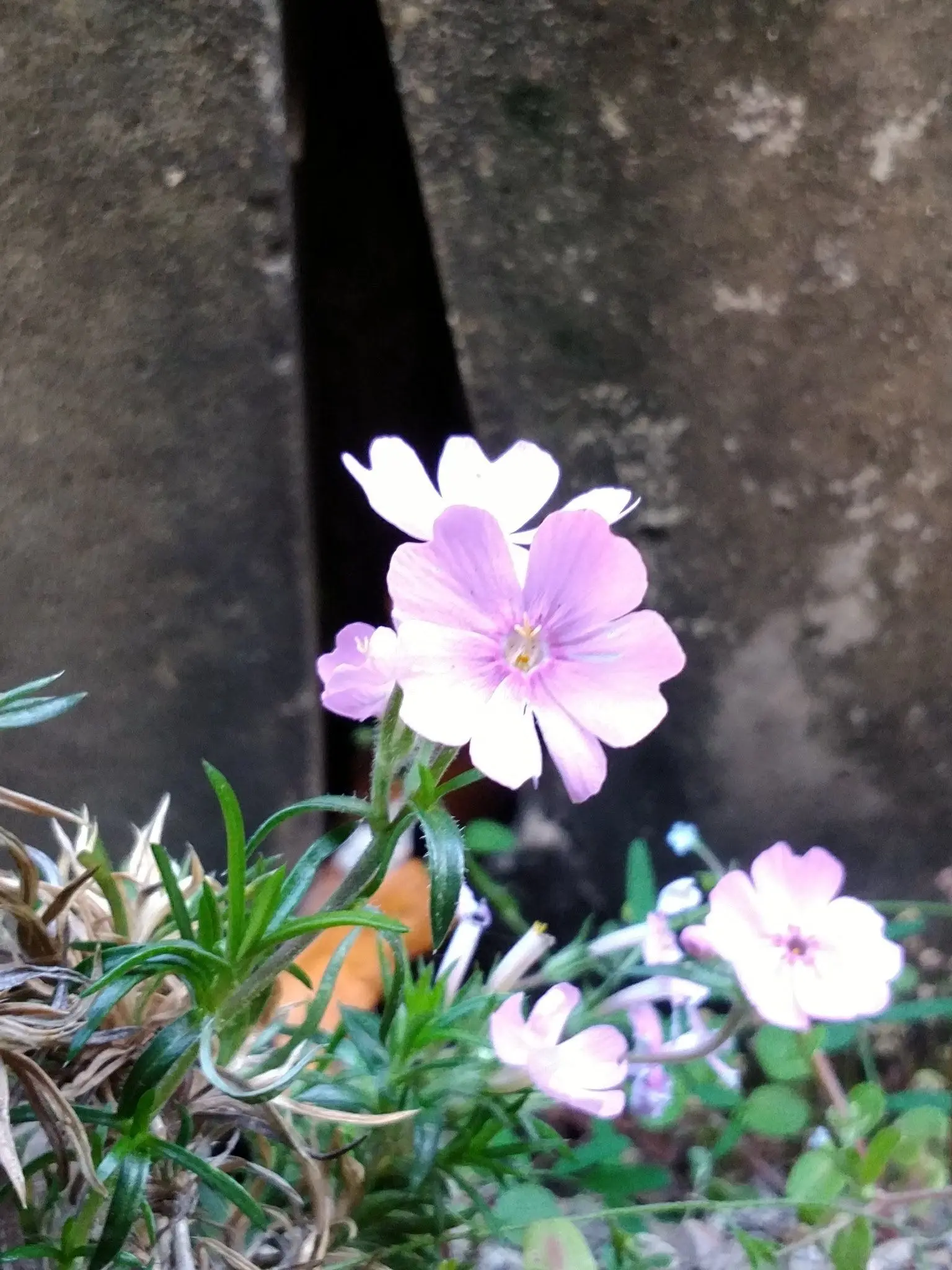 VainWood6467의 暮明