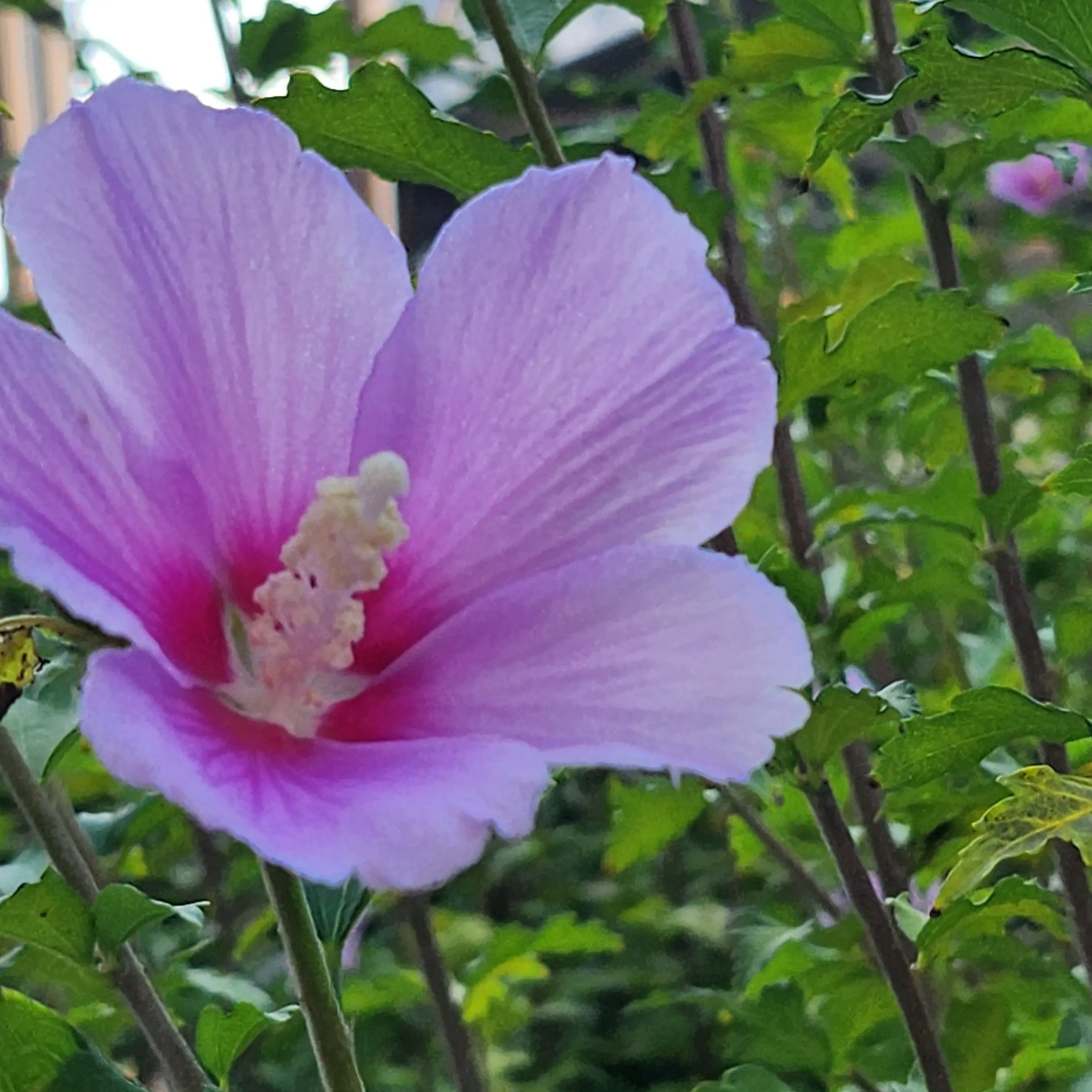 singgonum의 일편단심(一片丹心) 💜