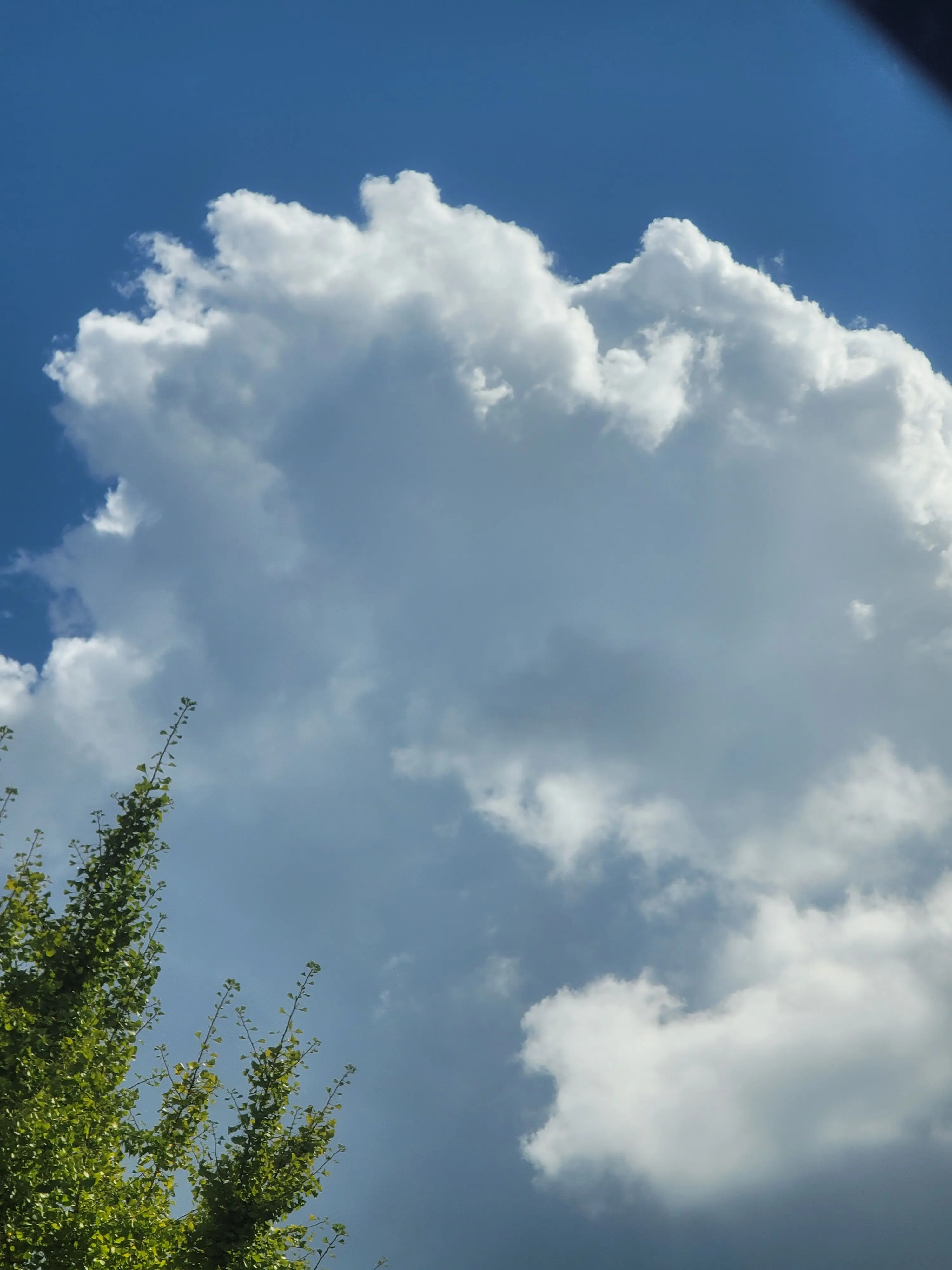 RottenTent1260의 일진녀가 위험해 처했다??