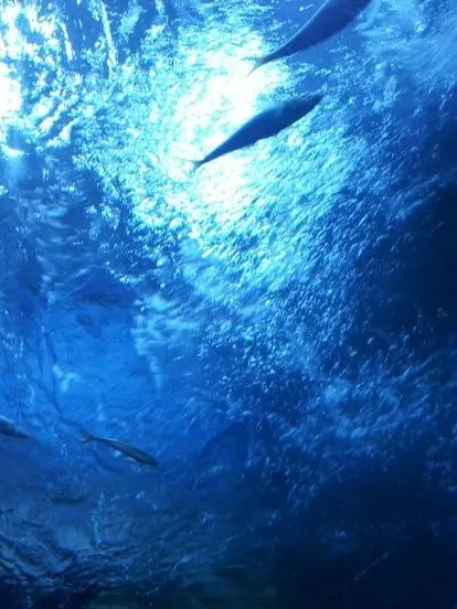 Afbwd2r의 해양생물원