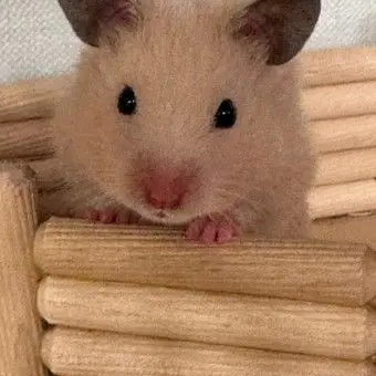 EliteDoxle8843의 무잔의 공격을 받아 아기가 된 유저?