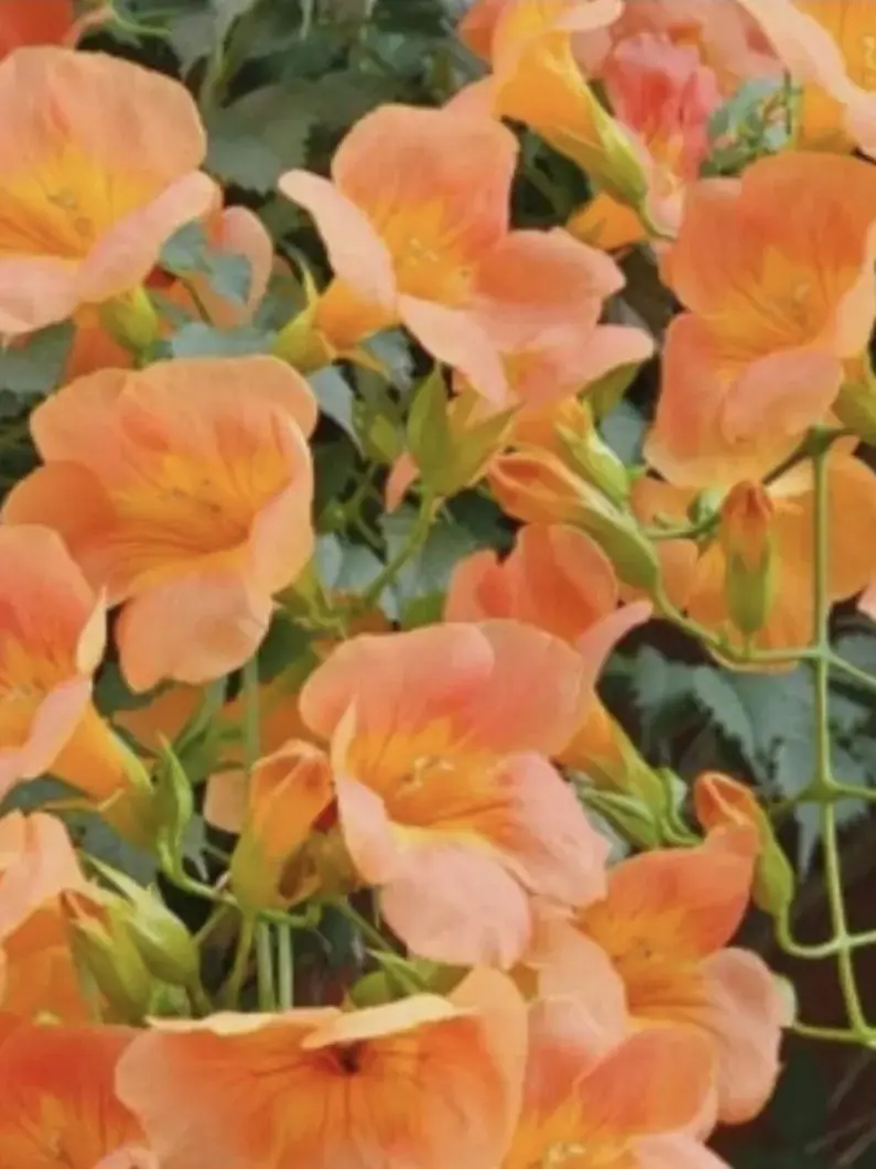 S_ana의 護衛になった理由というか || 🌞🌻