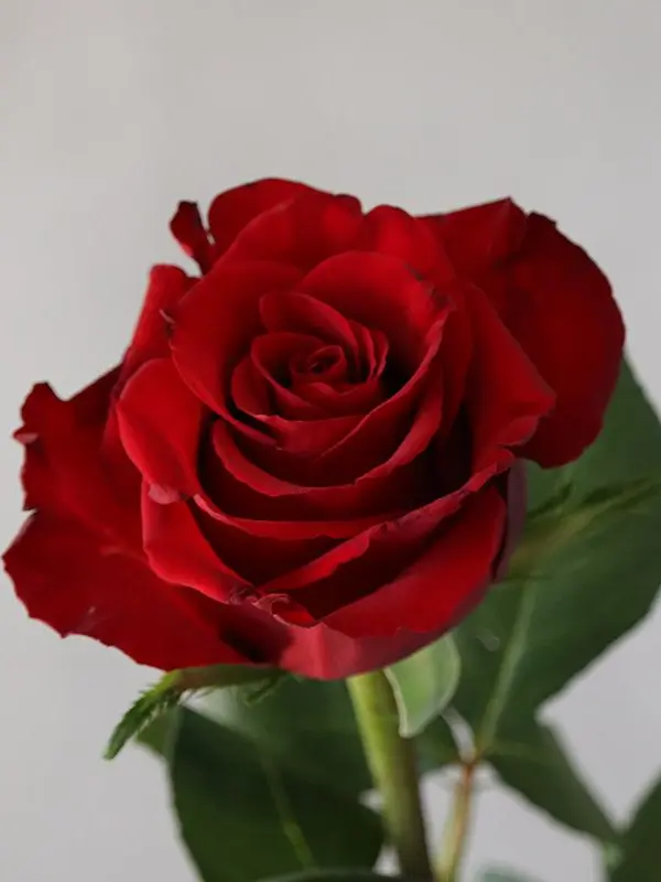 PuristCup6044의 寮長に愛される世界線