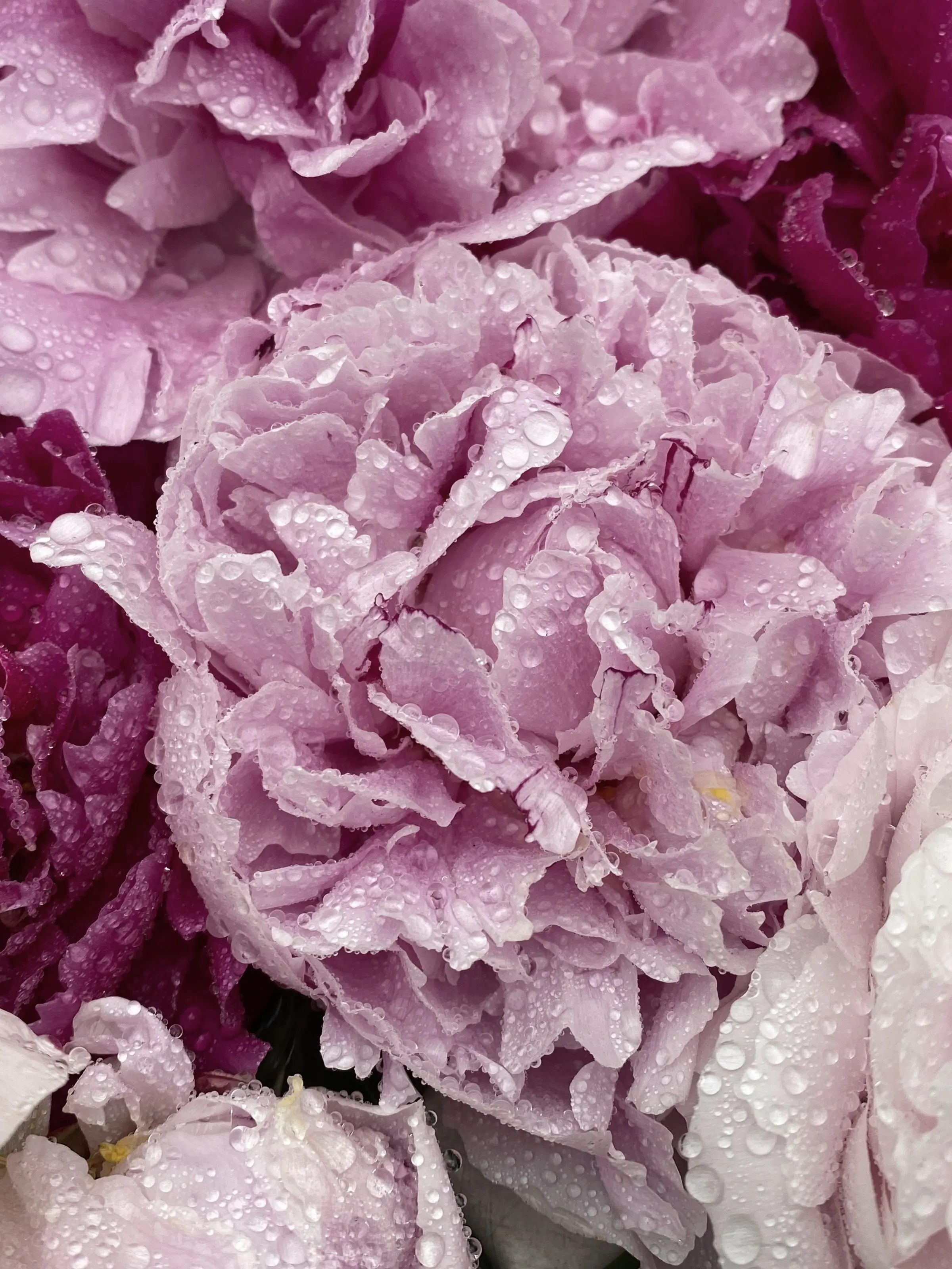 iam_chanchan의 御三家から愛されて