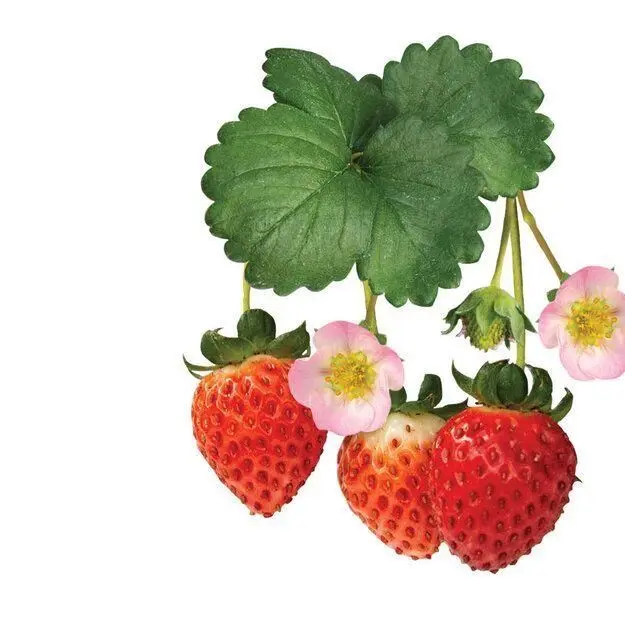 SUSU_SUSU의 빨간망토와 늑대