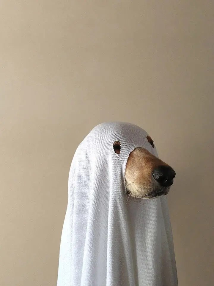 Nekosuke.neco의 白狼とおおかみのこども