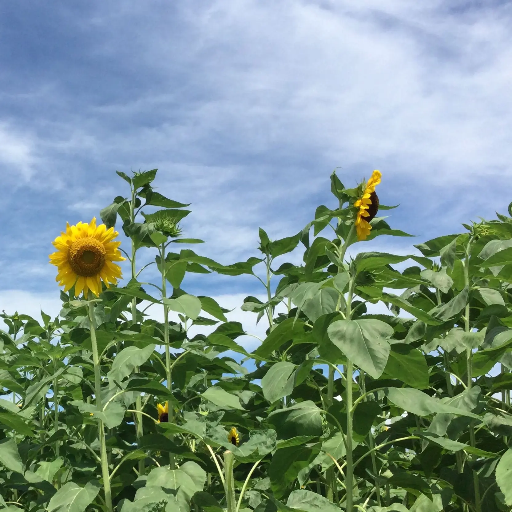 EvenEgret6758의 明日へに向かって､､､