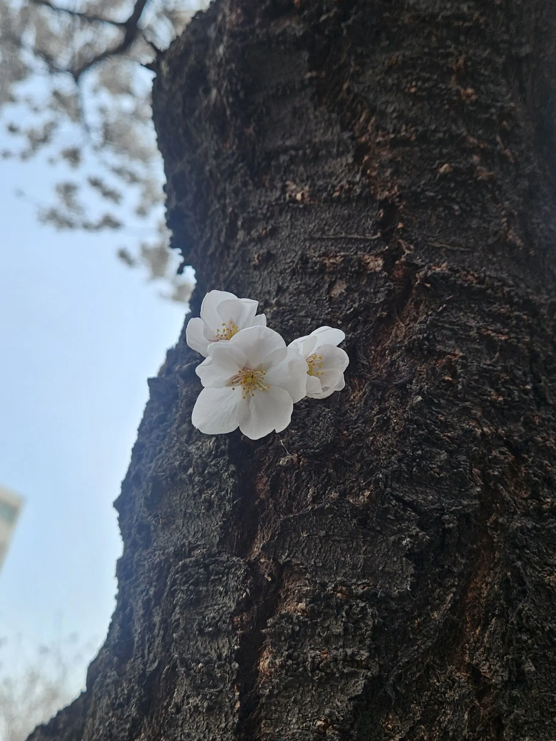 SleepyDog8263의 소환수